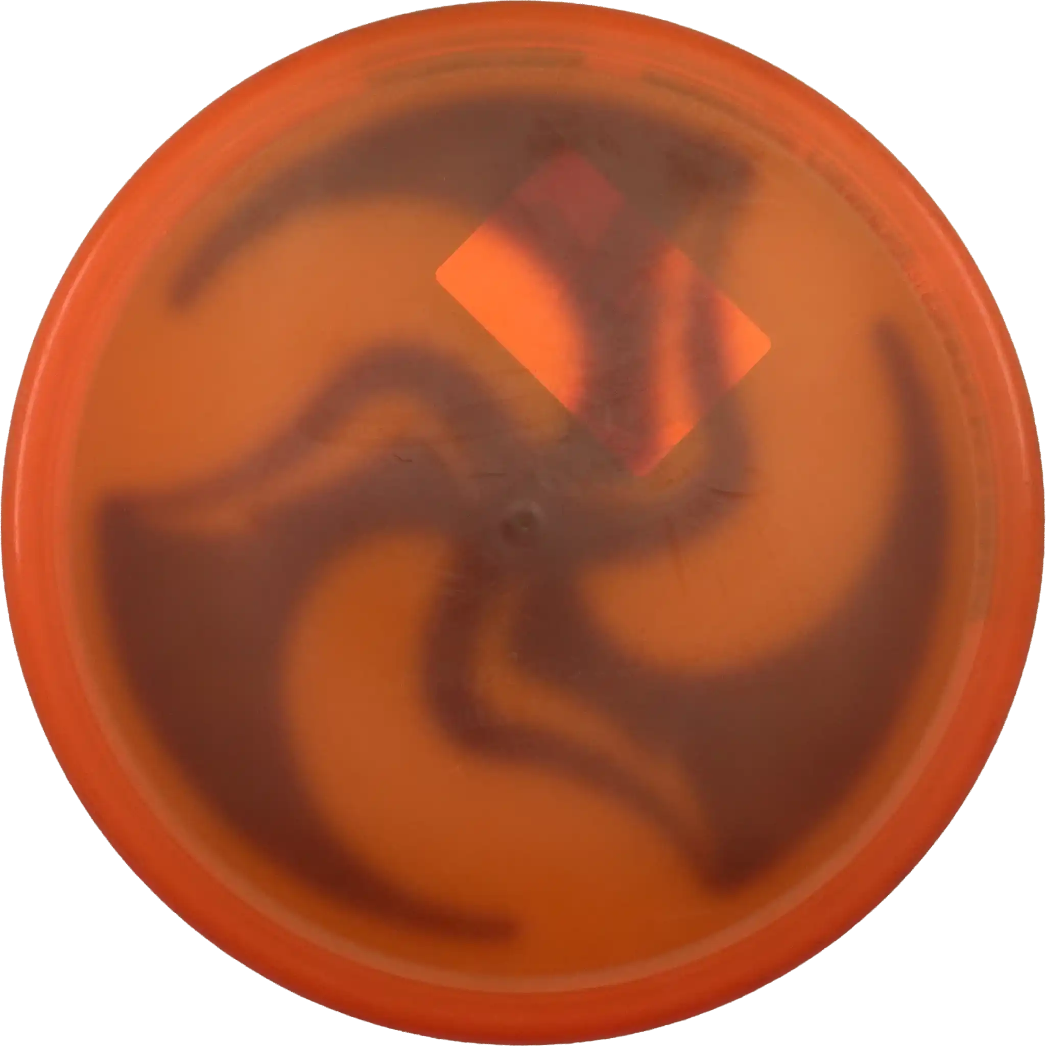 Champion Rhyno - Gummy
